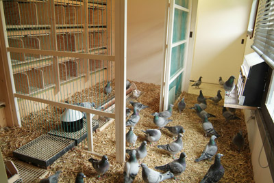 Racing Pigeon Lofts