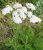 Occupational Asthma from Achillea millefolium and Carthamus tinctorius (New Cause)