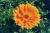 Marigold (Tagetes Erecta) icon