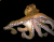 Octopus icon