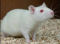 Rats icon