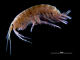 New allergen from fresh water shrimps