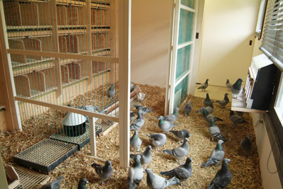 Picture of a pigeon loft